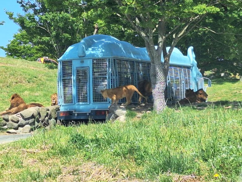 ジャングルバスしか入ることができない餌場エリア